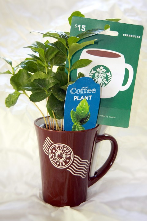 with-coffee-plant